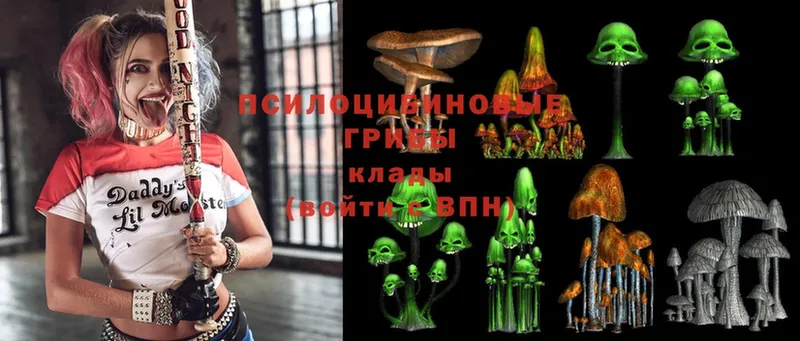 где найти   Калтан  Псилоцибиновые грибы Magic Shrooms 